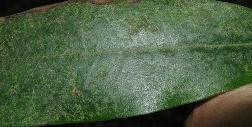 Drepanolejeunea appalachiana