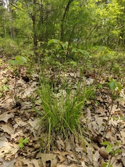 Carex divulsa