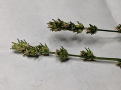Carex divulsa