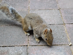 Sciurus alleni