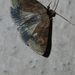 Noctuoidea