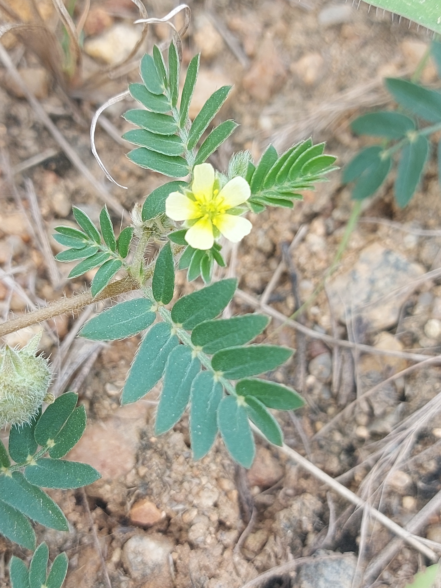 Tribulus terrestris