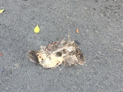 Caprimulgus affinis stictomus