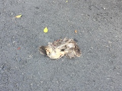 Caprimulgus affinis stictomus