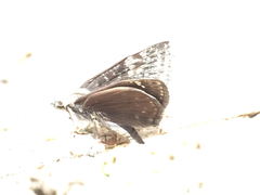 Erynnis afranius