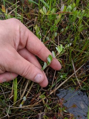 Vaccinium macrocarpon