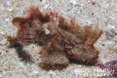 Aploactisoma milesii