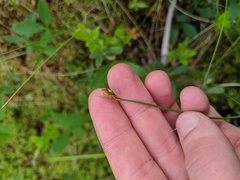 Carex chordorrhiza