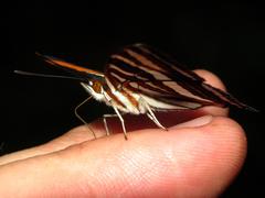 Adelpha syma