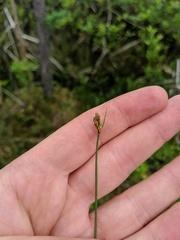 Carex chordorrhiza