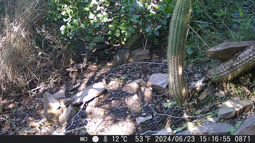 Bridges's Degu