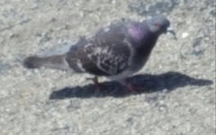 Columba livia domestica