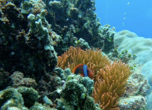 Photo of Bubble-tip anemone (Entacmaea quadricolor)