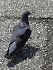 Columba livia domestica