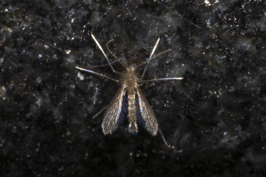 Sand Flu Sand Flies from 百望山森林公园, 北京市, CN on July 26, 2024 at 07:48 AM by night ...