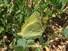 Colias alexandra alexandra