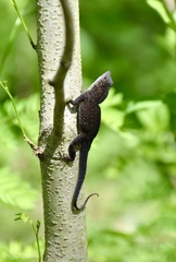 Anolis jubar oriens