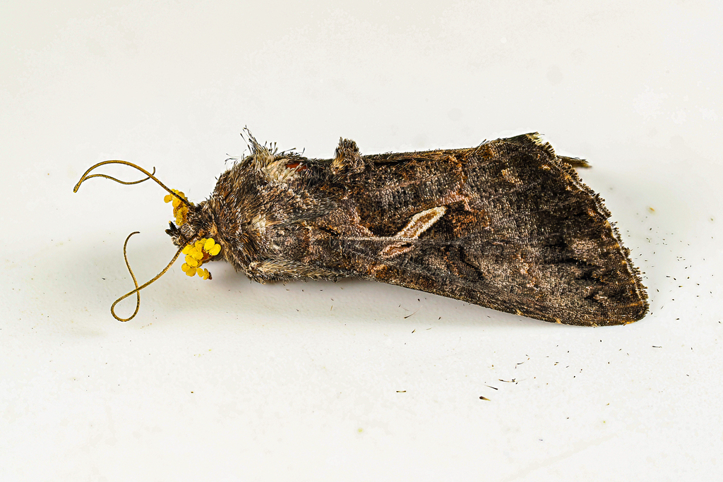 Sharp-stigma Looper Moth