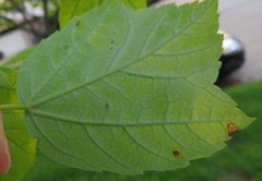 Acer rubrum