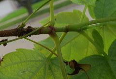 Acer rubrum