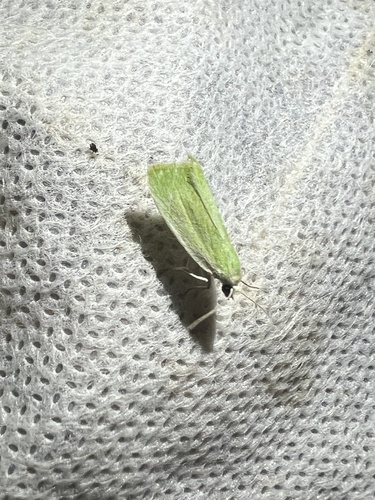 Cream-bordered Green Pea, Schiermonnikoog, Schiermonnikoog, Provinz Friesland, NL, photo 9 of 10