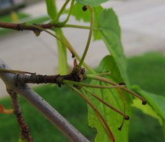 Acer rubrum