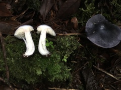 Entoloma medianox