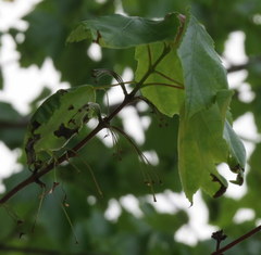 Acer rubrum