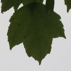 Acer rubrum