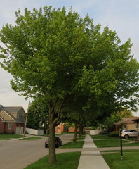 Acer rubrum