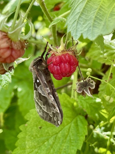 Four-spotted Ghost Moth