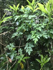 Clematis parviloba, photograph Mason Brock, CC0, iNaturalist via GBIF