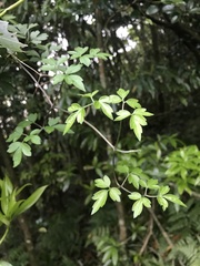 Clematis parviloba, photograph Mason Brock, CC0, iNaturalist via GBIF