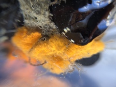 Botryllus schlosseri