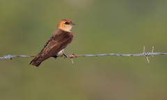 Tawny-Headed Swallow photo 3