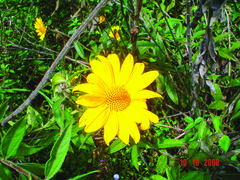 Aldama angustifolia