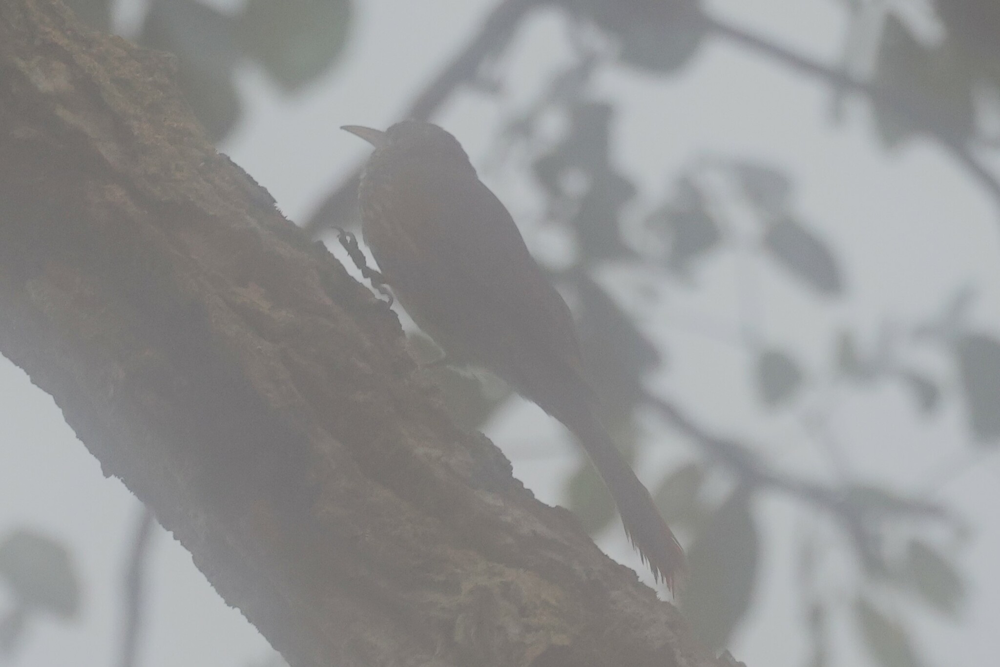 Duida Woodcreeper (Lepidocolaptes duidae), photo 7