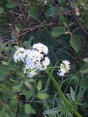 Valeriana sitchensis