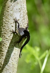Anolis jubar oriens