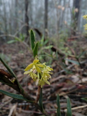 Epidendrum tenuicaule