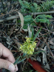 Epidendrum tenuicaule