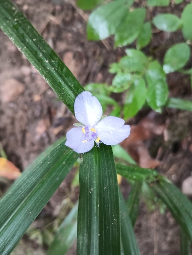 Image of Tradescantia subaspera by no rights reserved