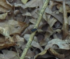 Lucidota atra