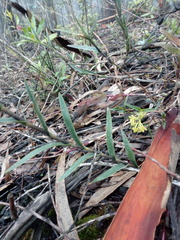 Epidendrum tenuicaule