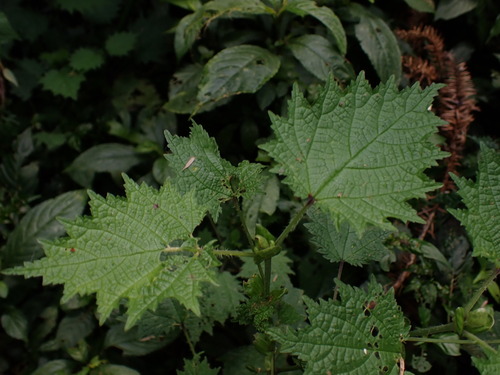 Image of Urtica thunbergiana by (c) W Rao, some rights reserved (CC BY)