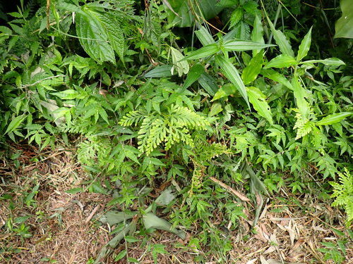Image of Selaginella delicatula by (c) W Rao, some rights reserved (CC BY)