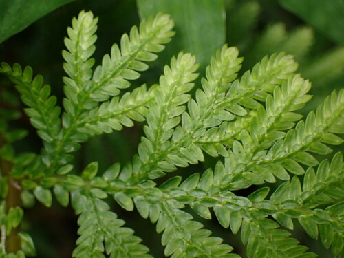 Image of Selaginella delicatula by (c) W Rao, some rights reserved (CC BY)