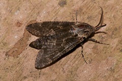 Prionoxystus robiniae