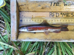 Catostomus columbianus