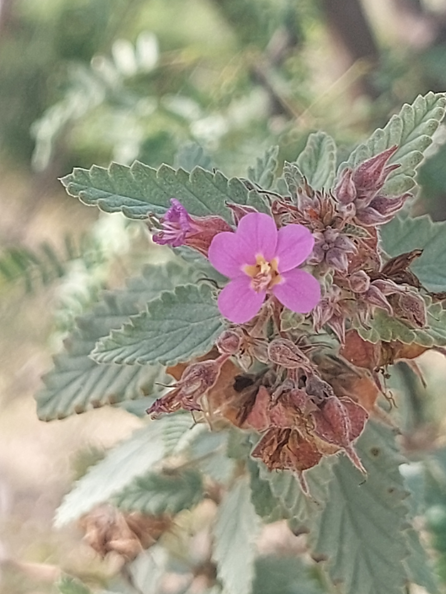 Melochia tomentosa
